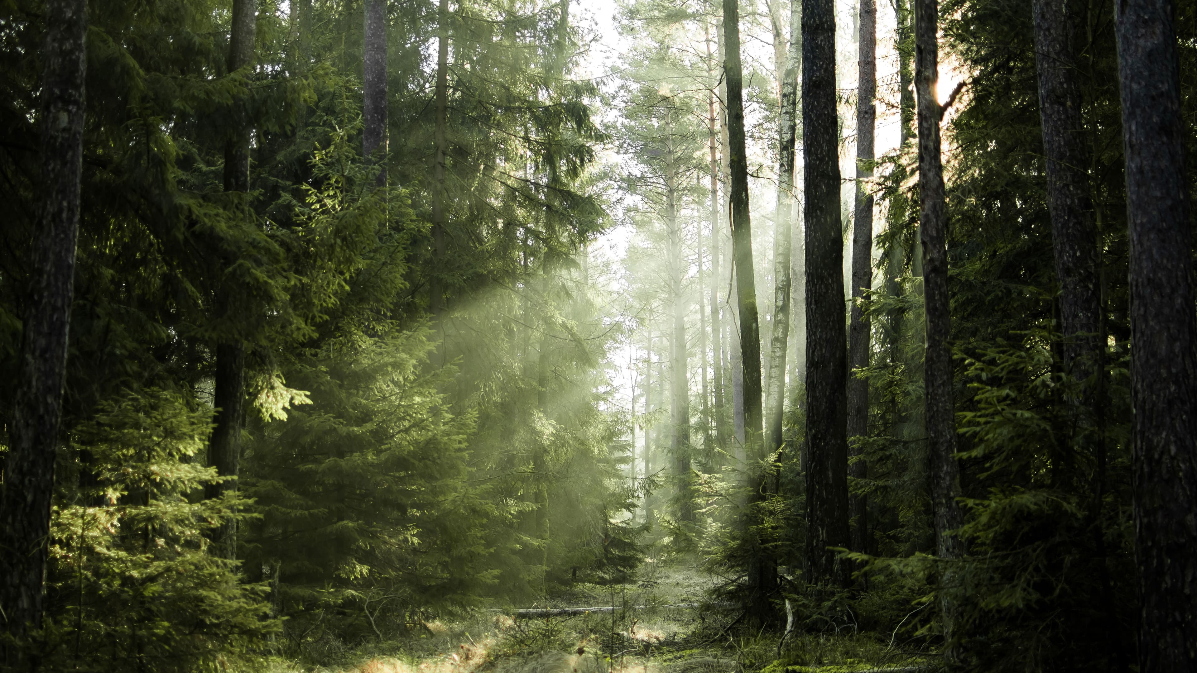 Dichter Nadelwald mit hohen Bäumen und dichtem Unterholz. Sonnenlicht fällt durch die Baumkronen und erzeugt eine helle, leicht neblige Lichtstimmung.