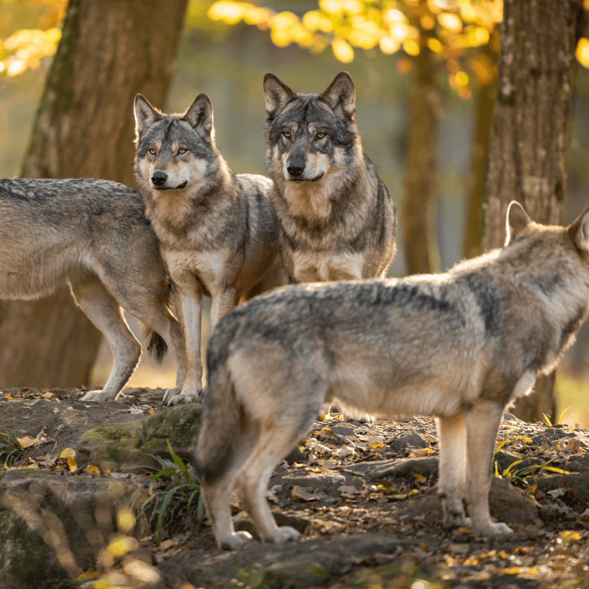 2 Wölfe umringt von weiteren Wölfen schauen in die Ferne.